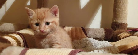 A ginger kitten sitting in a basket in the viewing room at Purr Cafe