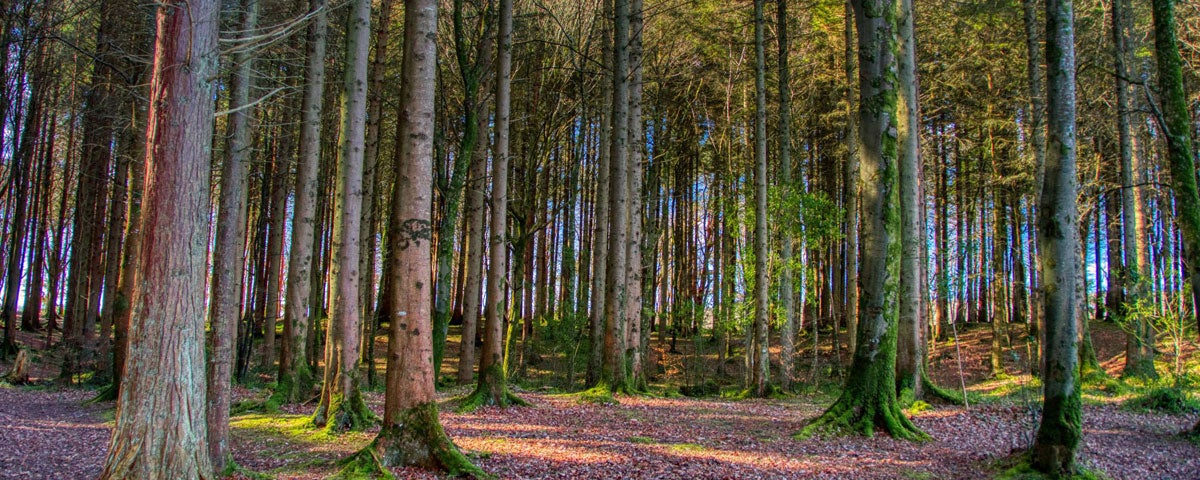 Trees in a forest with leaves on the ground