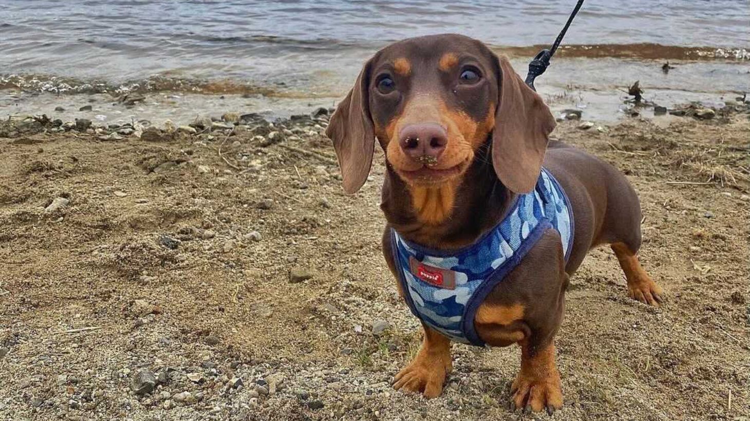 Dog at the shore at Blessington Lakes