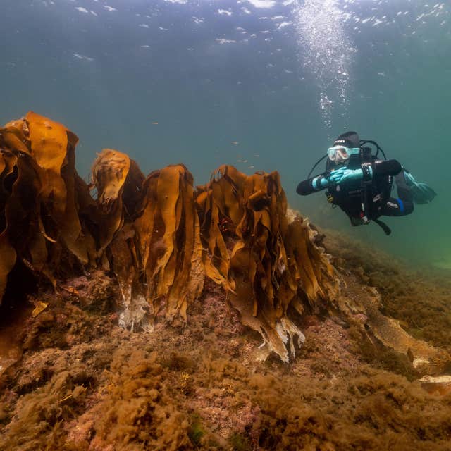 Atlantic Scuba Adventures