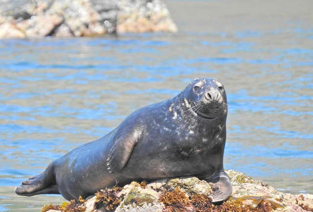 Cork Sea Safari