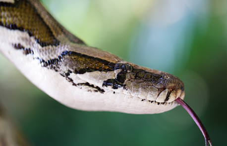 Dublin Zoo, Snake Workshop for Lunar New Year, close up view of snake's head with tongue poking out against blurred green background.
