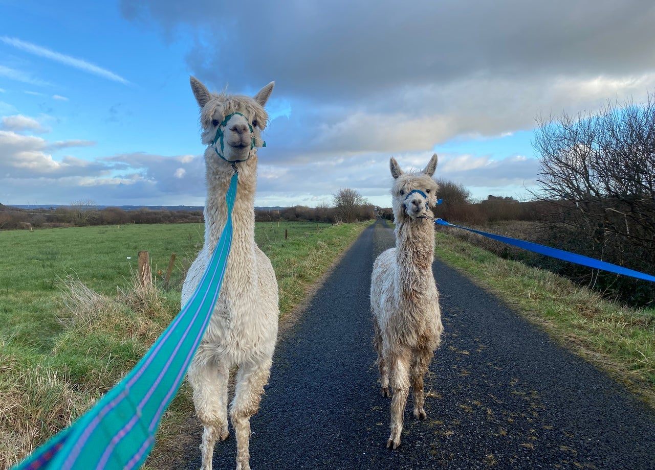 Two alpacas being led along a country road