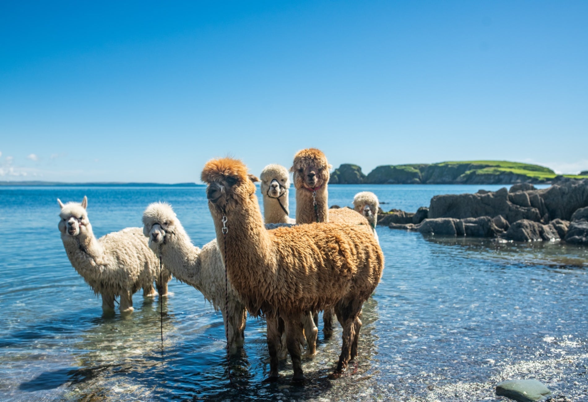 Six alpacas standing in shallow water on a sunny day