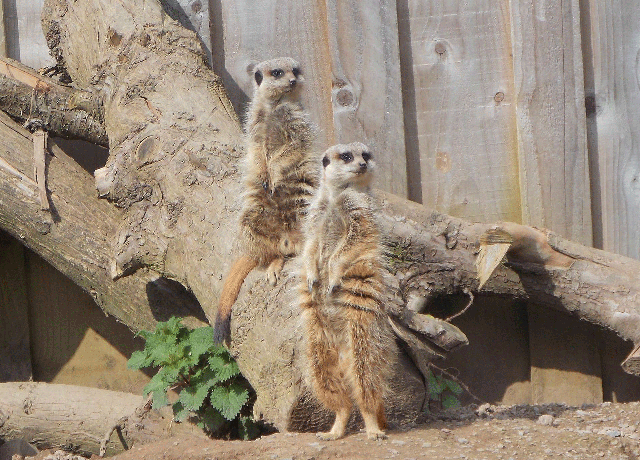 Wild Encounters Mini Zoo