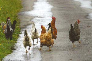 Rush hour on Inishbiggle