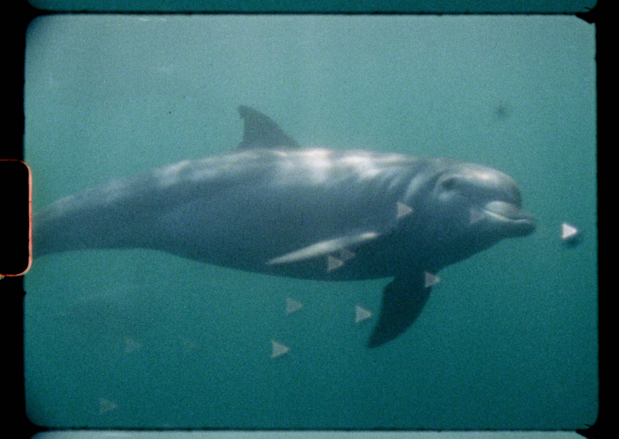 An underwater image of a dolphin swimming.