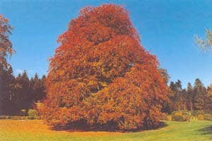 The Autograph Tree