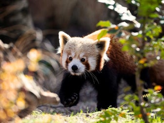 A red panda at Dublin Zoo