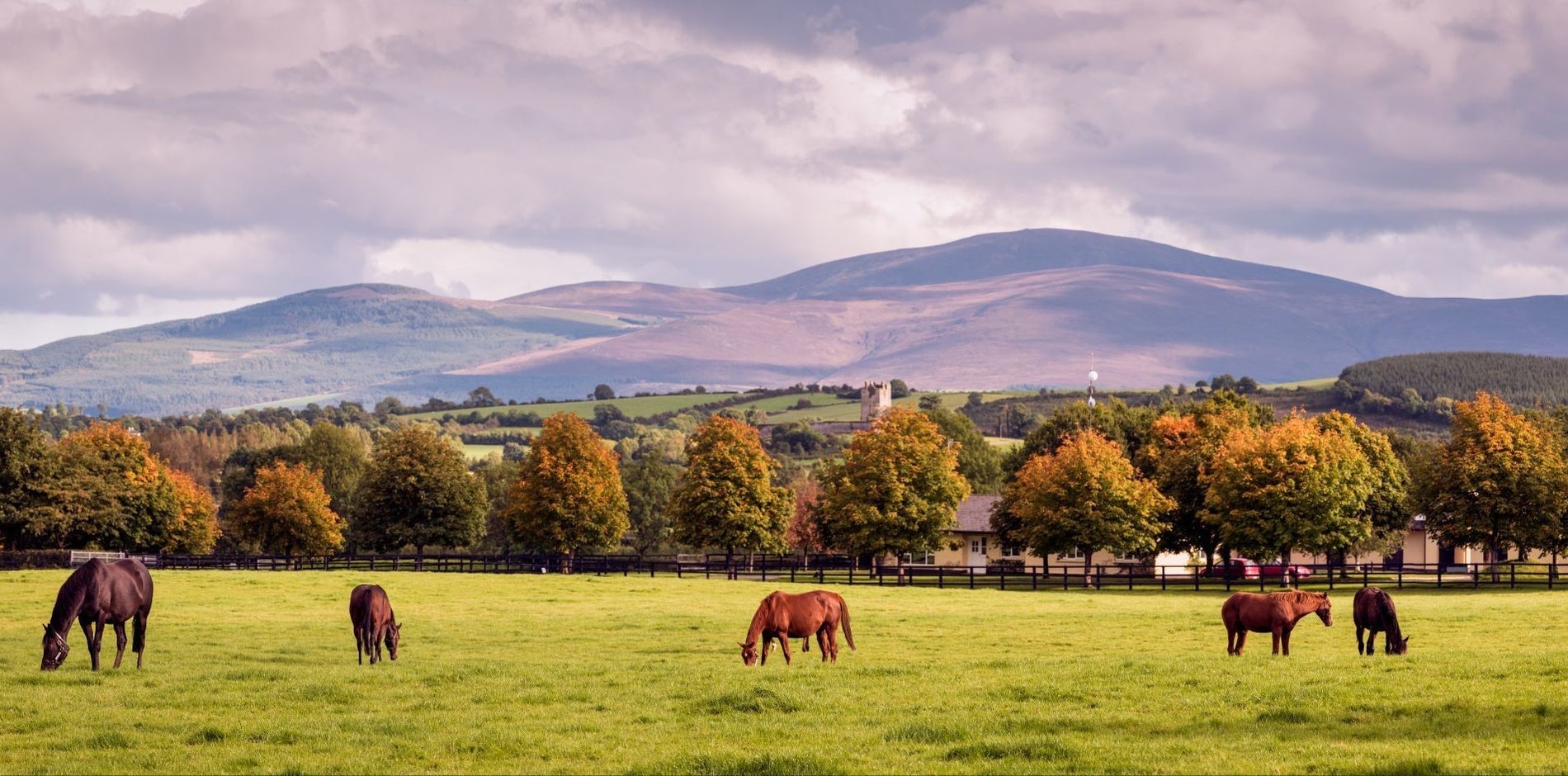 Five horses in a field enclosed by a gate and surrounded by trees