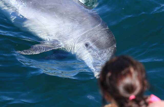 Dolphinwatch Carrigaholt