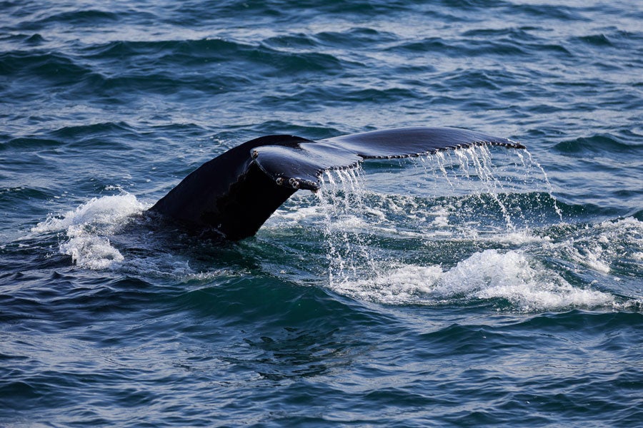 Visit Whale Watch West Cork with Discover Ireland