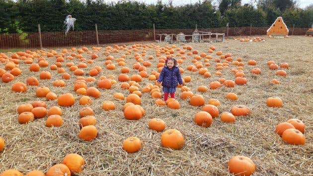 Curraghchase Pumpkin Patch 2026, Limerick