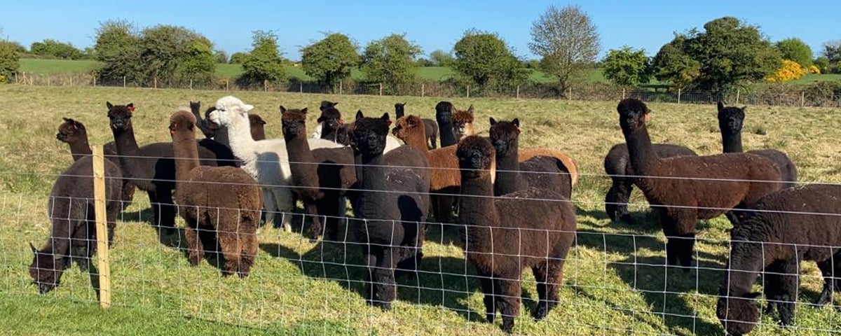A white alpaca with brown alpacas behind a wire fence in a field