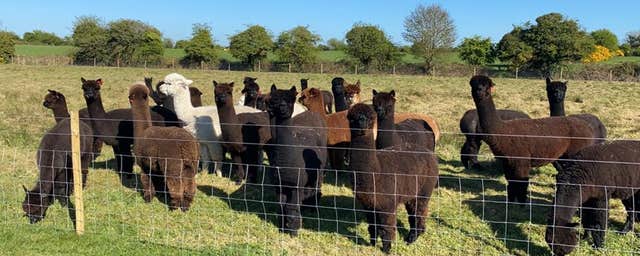 Andean Alpacas