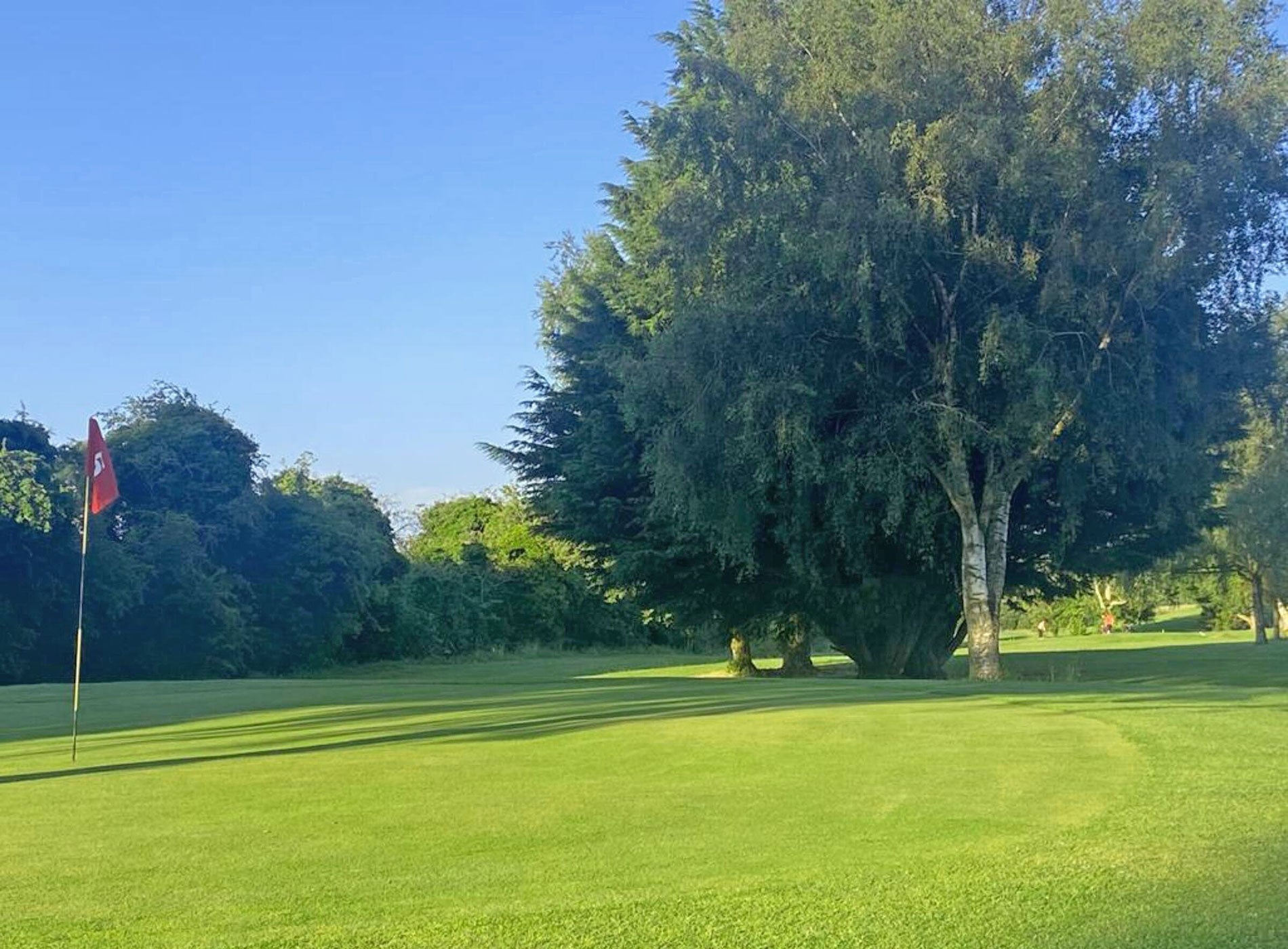 South Meath Golf Course green with flag and large tree