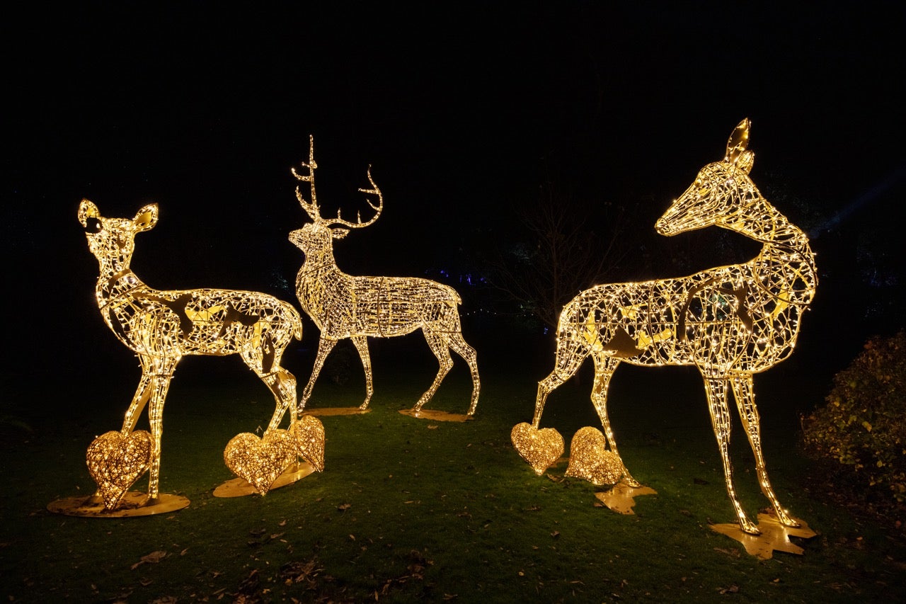 Wonderlights at Fota House, Cork