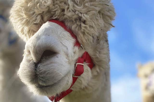 Alpaca Lodge