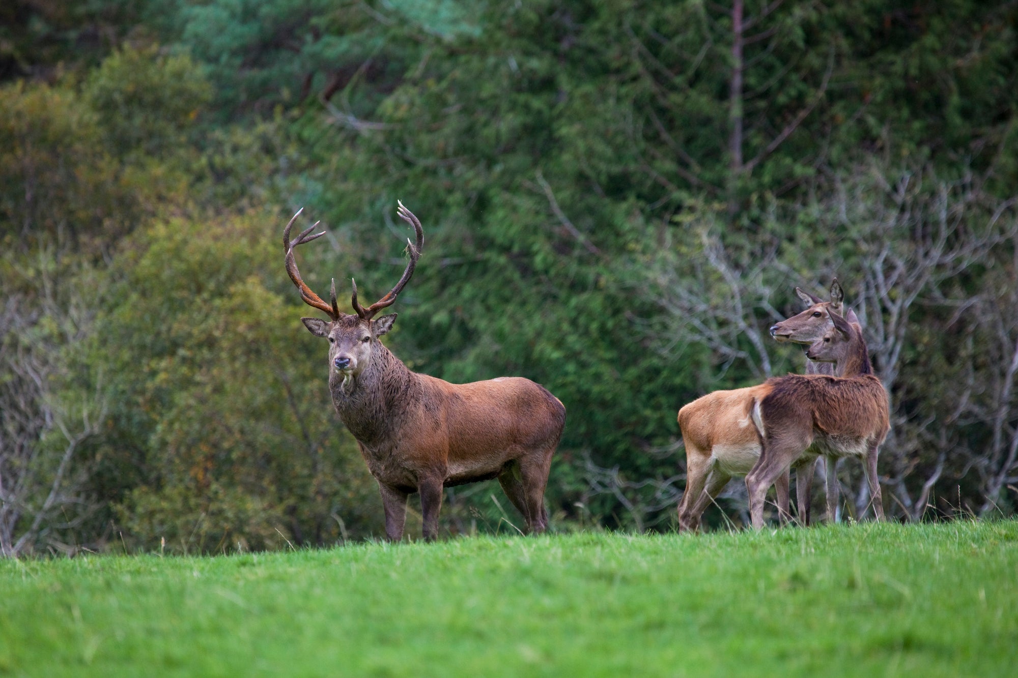 A herd of Red Deer in Killarney National Park in County Kerry.