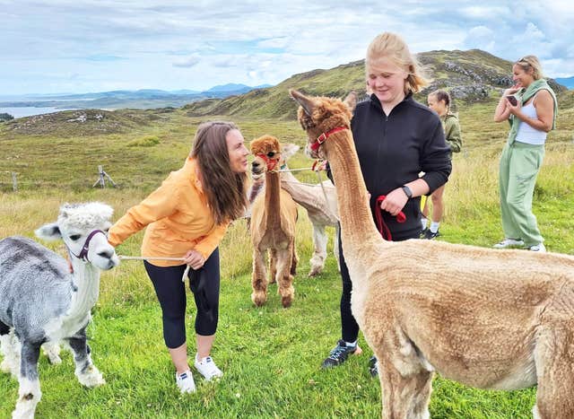 Gáinne Mór Alpacas