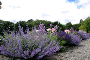 Gardens at Castle Durrow