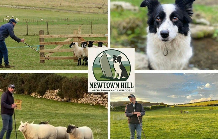 Newtown Hill Sheepdog Demonstration