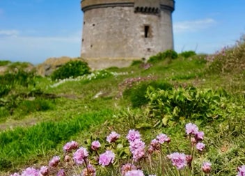 Pink seashore wildflowers on a grassy path leading to a historic Martello Tower