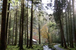 Gougane Barra Forest Bathing