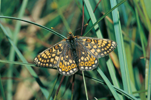 Pollardstown Fen