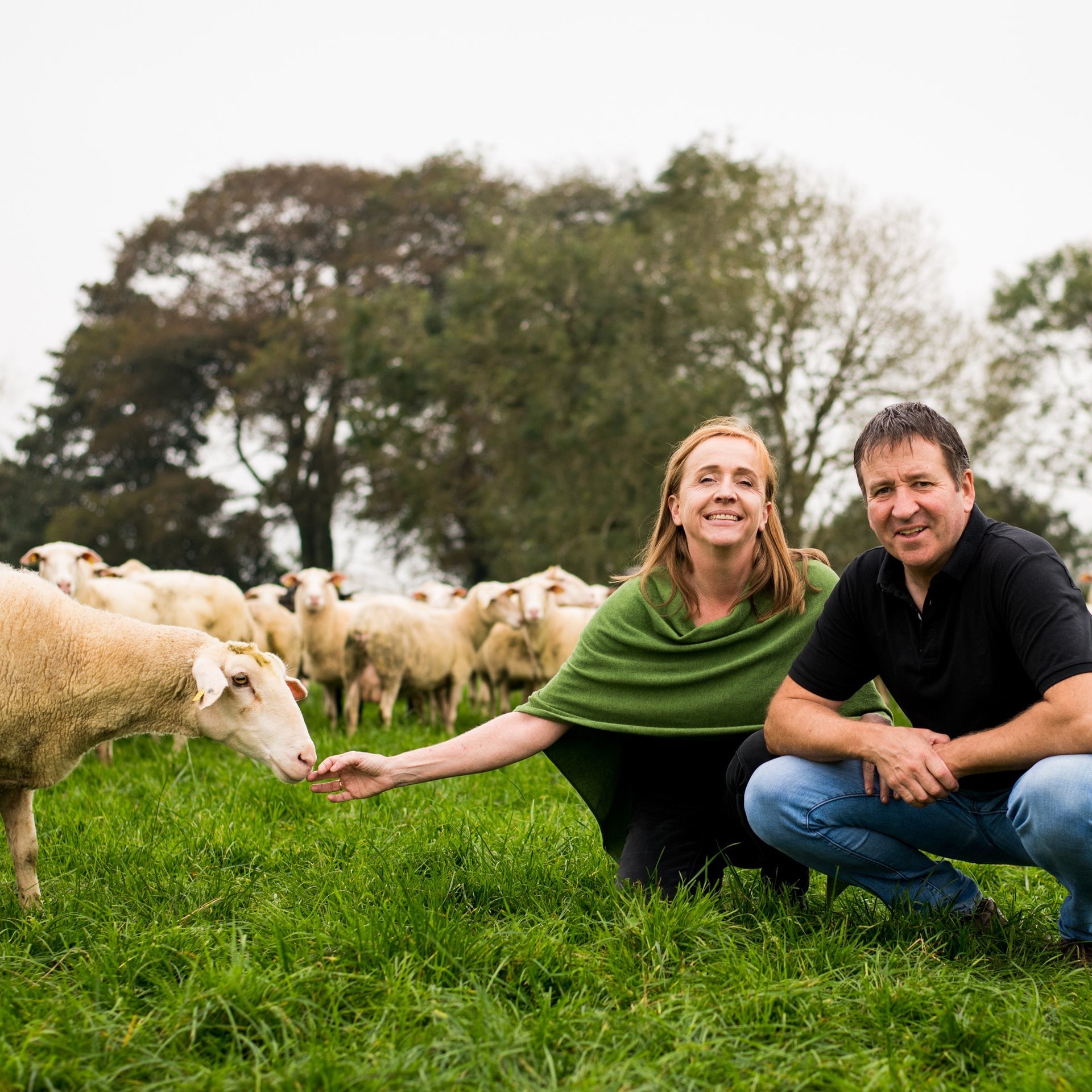 Man and woman in a field feeding a sheep