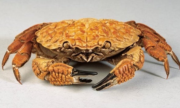 A crab from the National Museum's collection