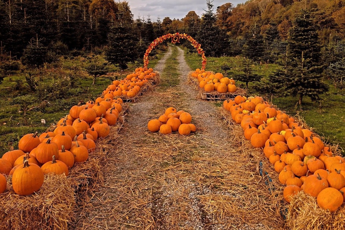 Ovens Pumpkin Patch In Cork
