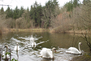 Marl Bog