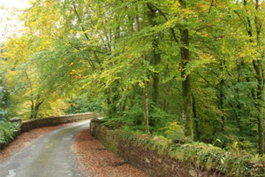 Galty Castle Wood
