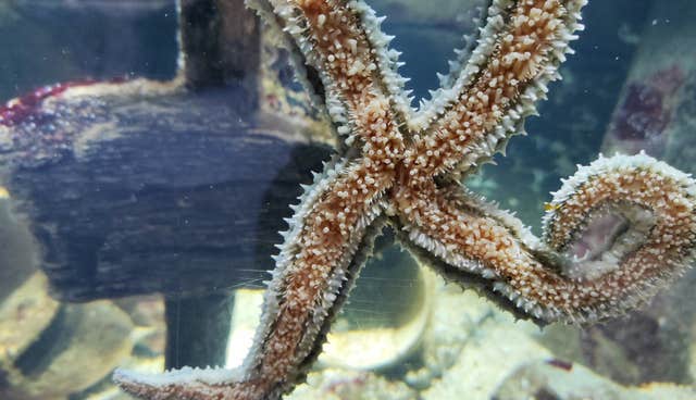 Achill Experience Aquarium & Visitor Centre