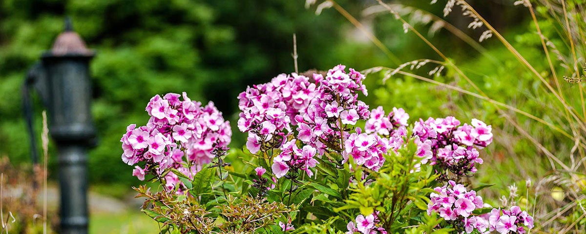 Pink flowers with an old village pump in the background as a feature