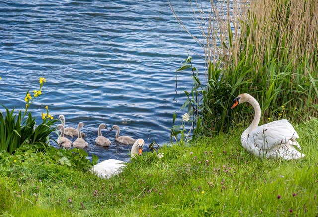 Tymon Park