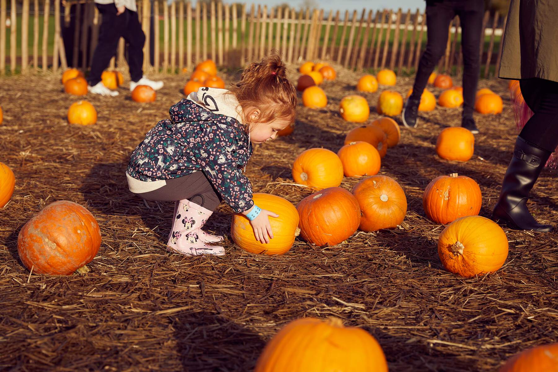Little girl picking a pumpkin in a pumpkin patch.
