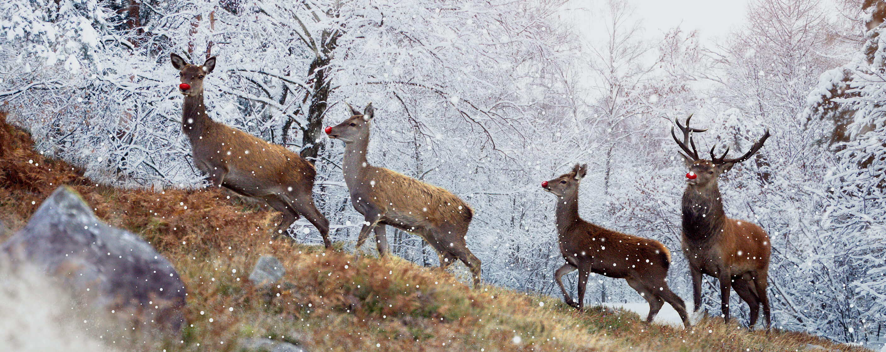 Deer at Killarney National Park, County Kerry.