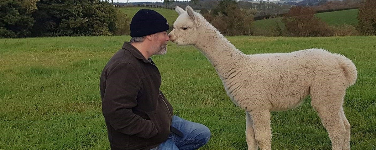 A man and an alpaca touching noses in Glaslough Alpacas