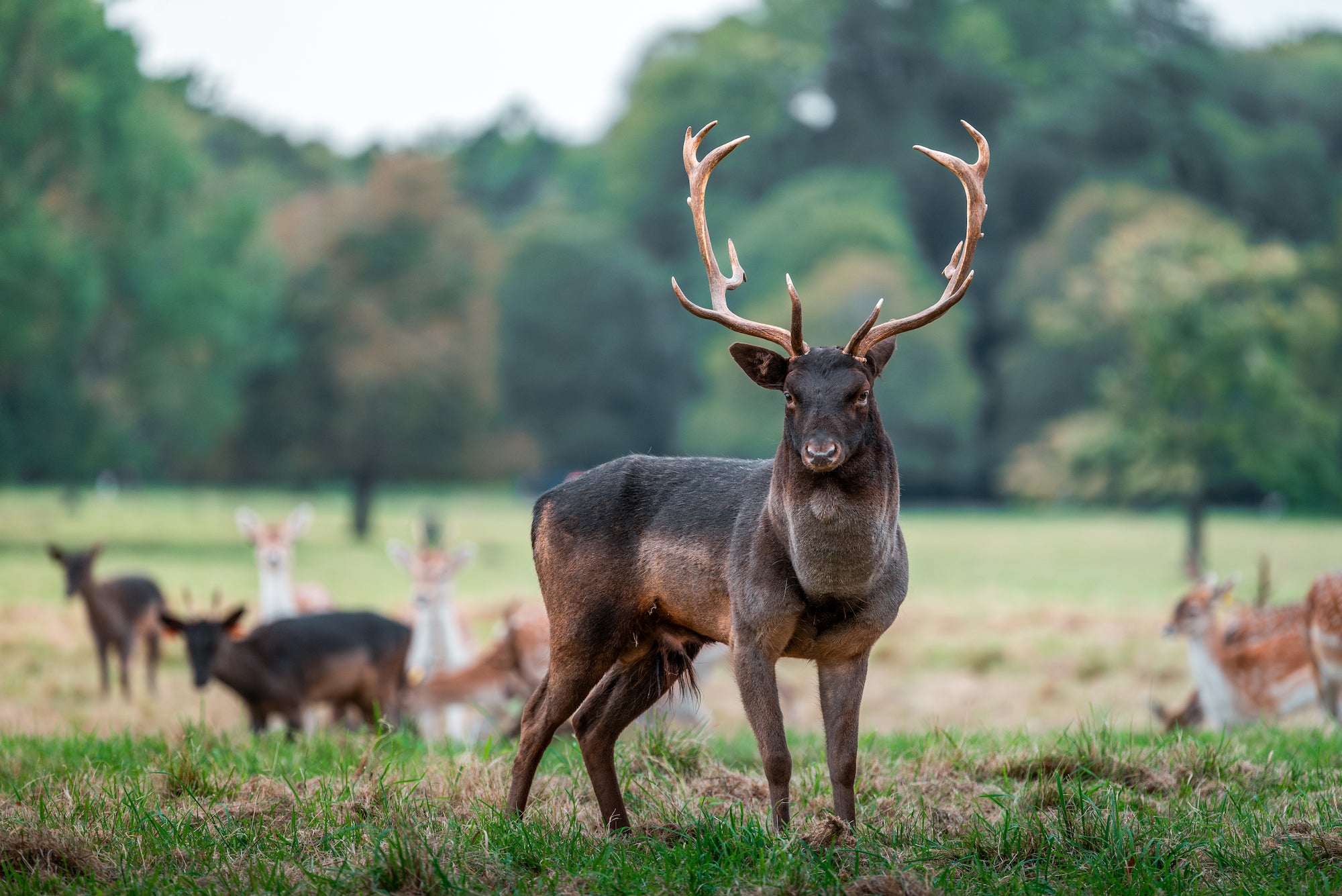 Fallow deer in Phoenix Park, Dublin