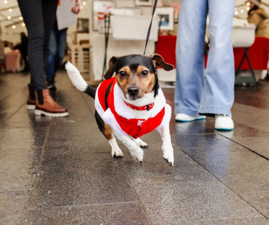 Our Christmas market is a dog friendly event.