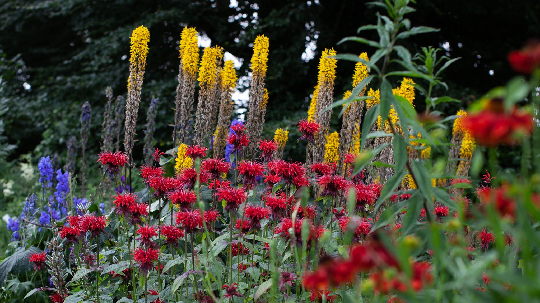 Flowers in the garden at Turlough Park. Image: Karen Cox
