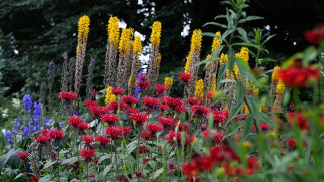 Clew Bay 花园路线发布活动的活动图片