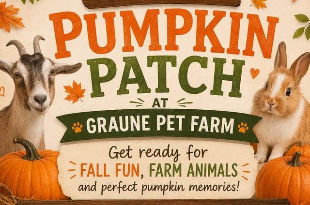 Pumpkin Patch at Graune Pet Farm, Mayo