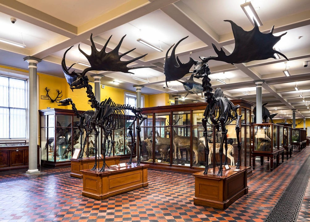 A museum display of Irish Elk skeletons with intact antlers on a chequered floor with additional animal displays behind