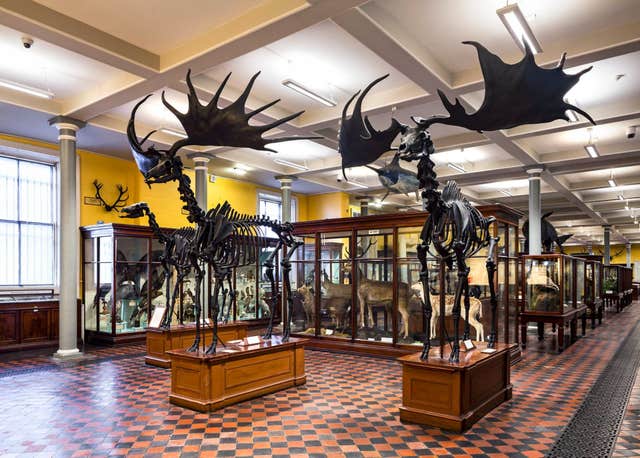National Museum of Ireland, Merrion Street