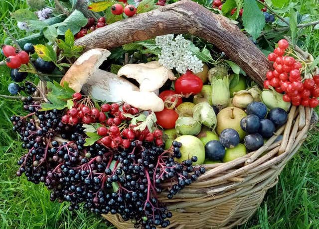 Wild Food Ways