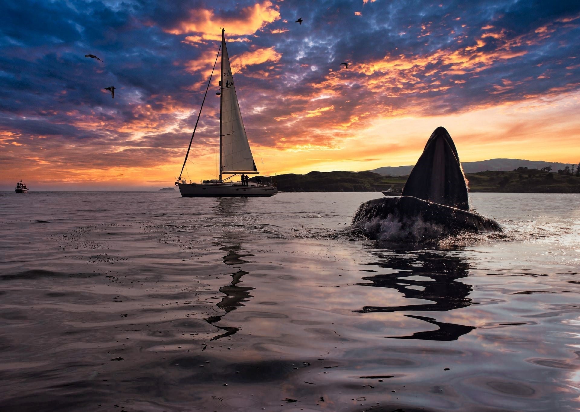 Whale fin in the sea at sunset with a yacht sailing in the background