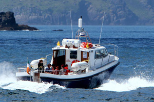 Blasket Islands Eco Marine and Whale Watching Tours